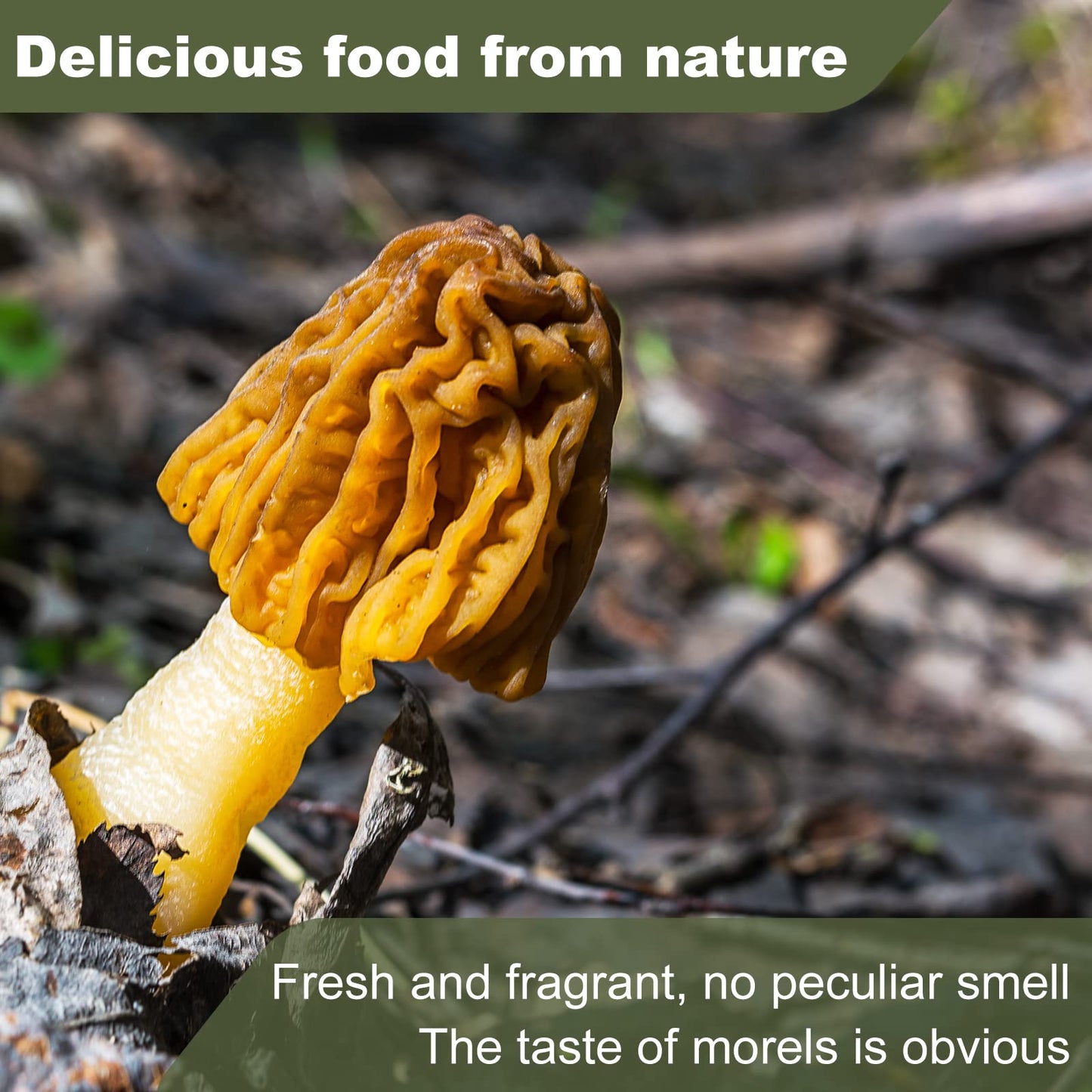 Premium Dried Morels in Tin - 1.0 oz