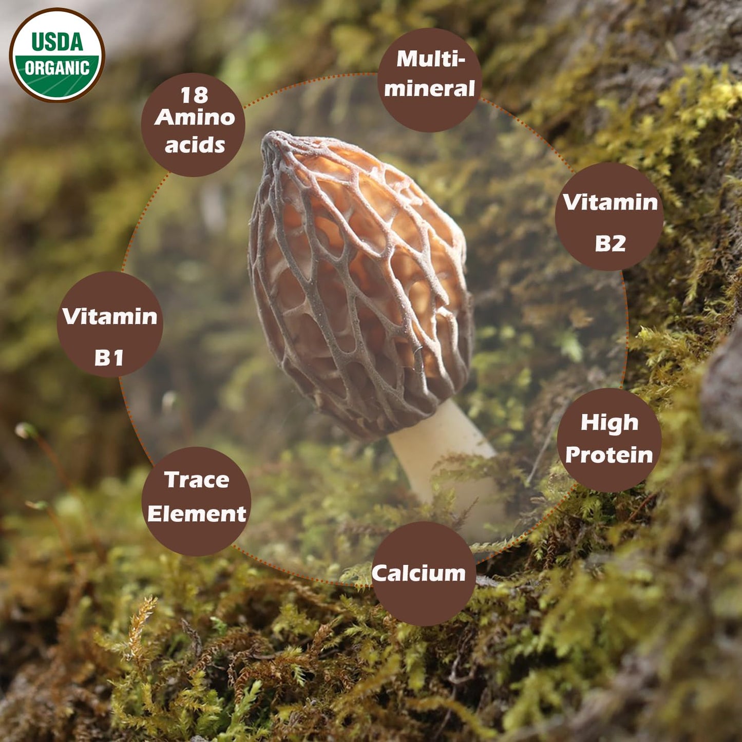 Morel Mushrooms - 1.5oz