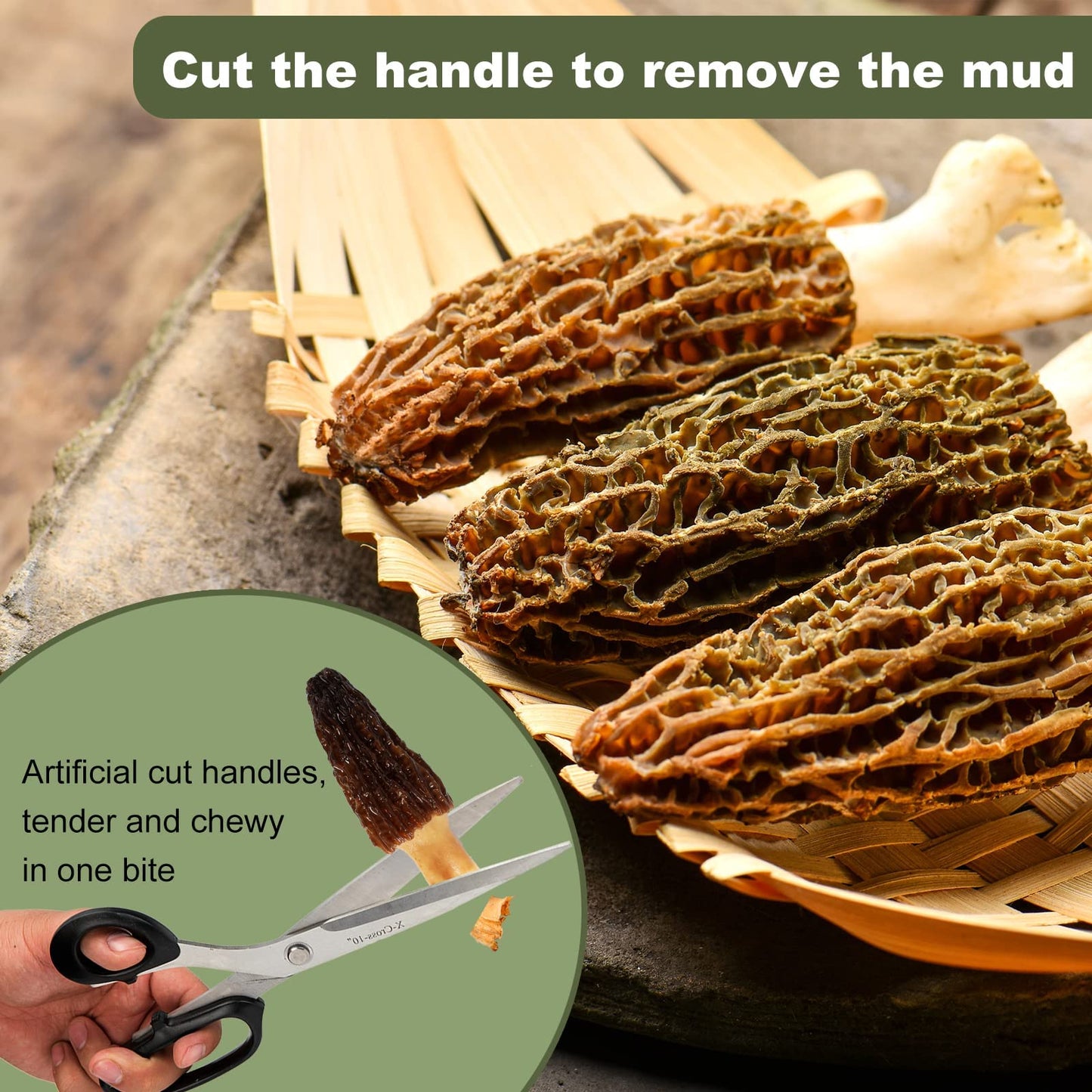 Premium Dried Morels in Tin - 1.0 oz