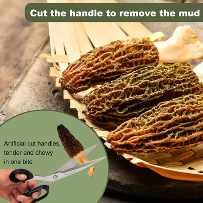 Premium Dried Morels in Tin - 1.0 oz